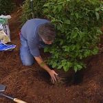 7 Easy tricks to plant trees and shrubs