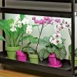 orchid at home