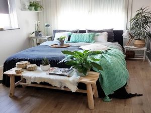 best plants in home