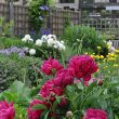 How to plant peonies