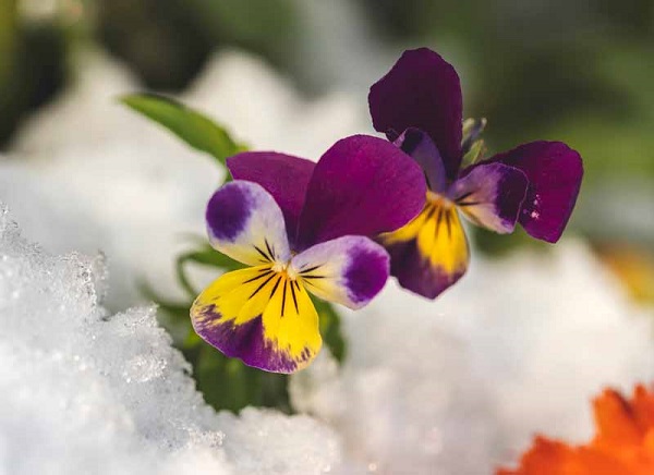 How cold can pansies tolerate