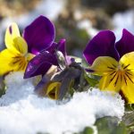 How cold can pansies tolerate