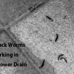 Black Worms Lurking in Your Shower Drain