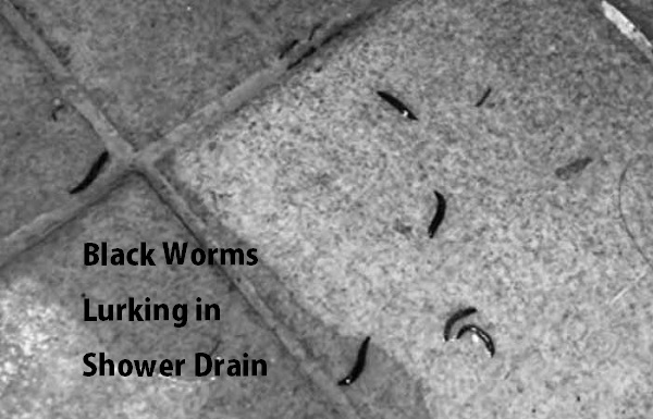 Black Worms Lurking in Your Shower Drain