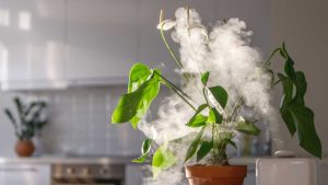 steaming plants