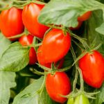 when is it too late to transplant tomatoes