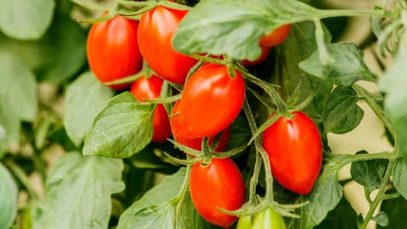 when is it too late to transplant tomatoes