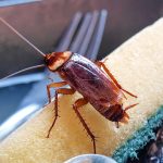 What Kills Roaches Overnight