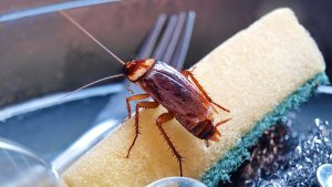 What Kills Roaches Overnight