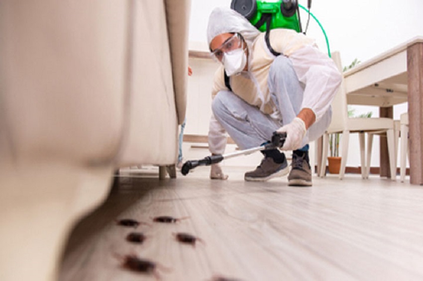What Kills Roaches Overnight: Professional Pest Control Services