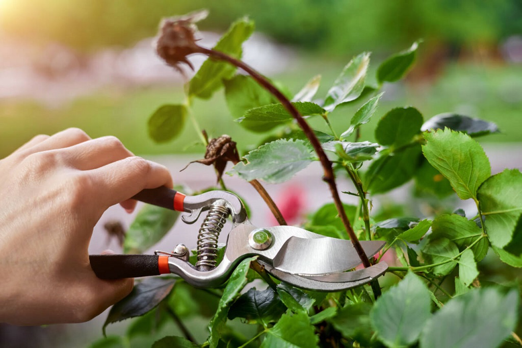 Pruning to do your first garden