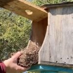 clean out bluebird houses