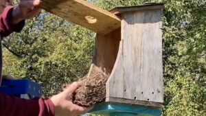 clean out bluebird houses