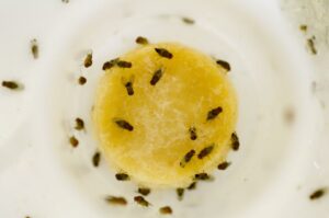 Why are Fruit Flies Attracted to Our Homes?