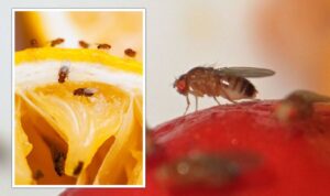 What's the Best Way to Get Rid of Fruit Flies?