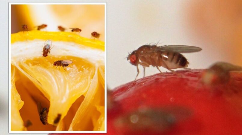 What's the Best Way to Get Rid of Fruit Flies?