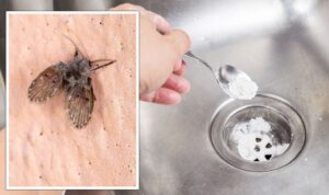How to Kill Drain Flies
