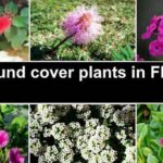 Choosing the Right Florida Ground Cover Plants for Your Landscape