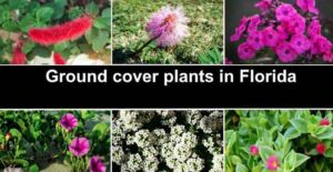 Choosing the Right Florida Ground Cover Plants for Your Landscape
