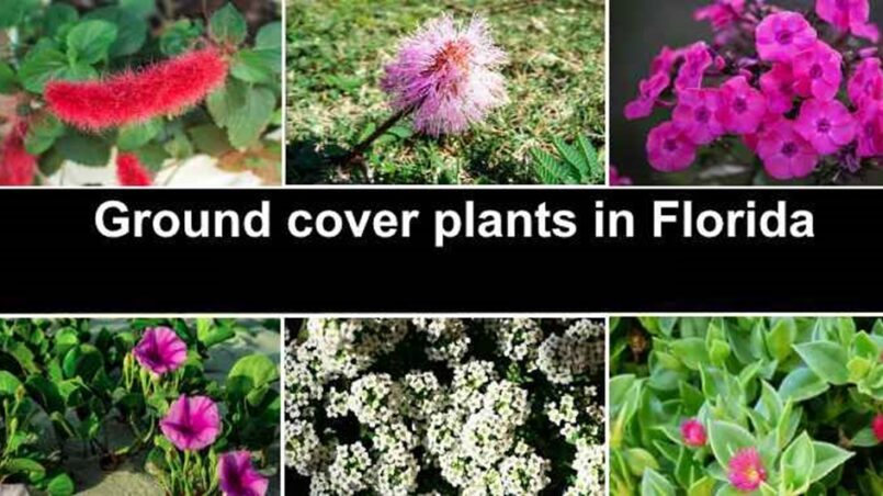 Choosing the Right Florida Ground Cover Plants for Your Landscape