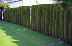 How to Make a Beautiful Cedar Hedge That Will Thrive for Years
