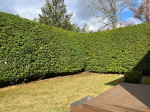 Choosing the Right Cedar for Hedging