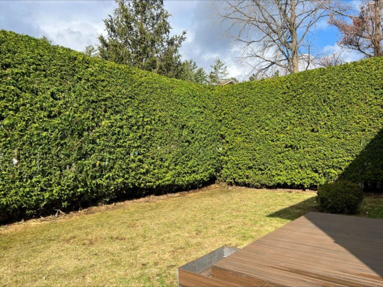 How to Make a Beautiful Cedar Hedge That Will Thrive for Years ...