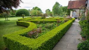 Choosing and Planting Cedar Hedging
