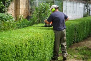 Troubleshooting Common Cedar Hedging Problems