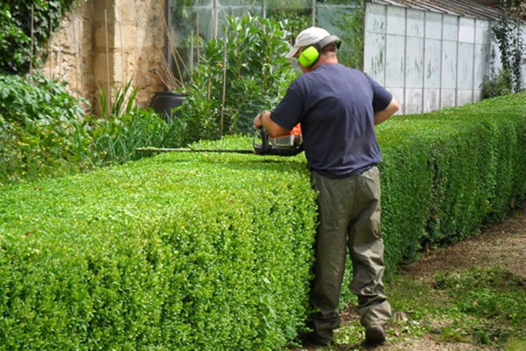 How to Make a Beautiful Cedar Hedge That Will Thrive for Years ...