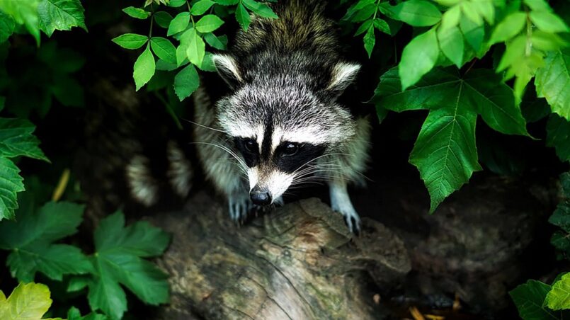 raccoon removal services near me