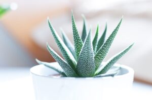 How to Cut Aloe Vera Plant