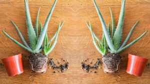 How to Trim Aloe Roots