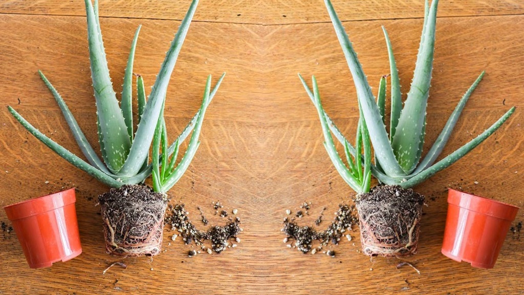 How to Trim Aloe Roots