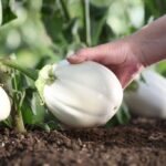 White Eggplant When to Harvest? Insider Tips for Optimal Picking