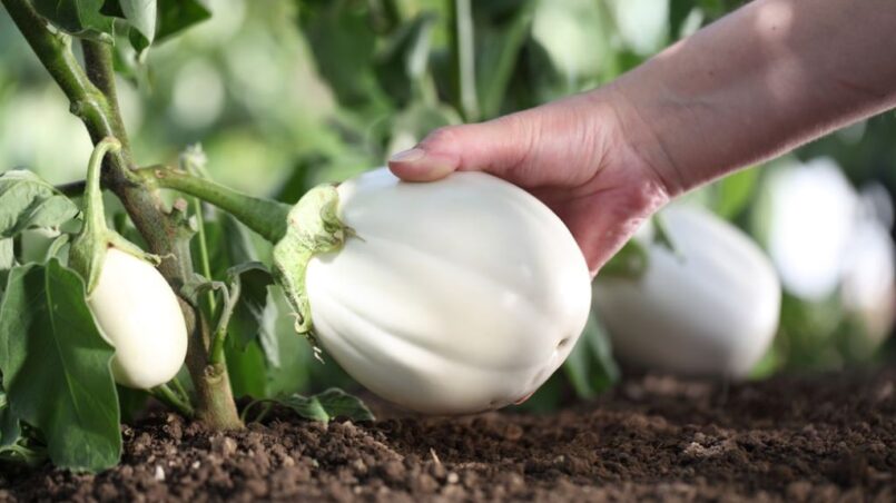 White Eggplant When to Harvest? Insider Tips for Optimal Picking