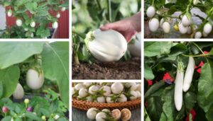 Why White Eggplant?