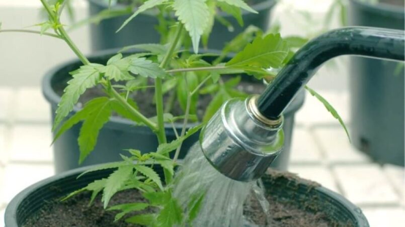 What is the best way to flush your plants