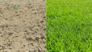 Before and after comparison showing hard clay bare spot transformed into healthy green grass through topdressing