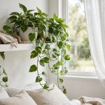 trailing pothos cascading from a white bedroom plant shelf near window